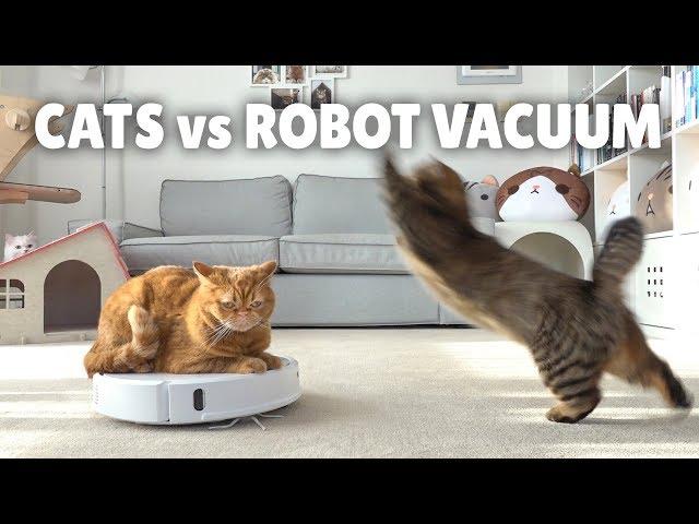 Cats vs Robot Vacuum | Kittisaurus