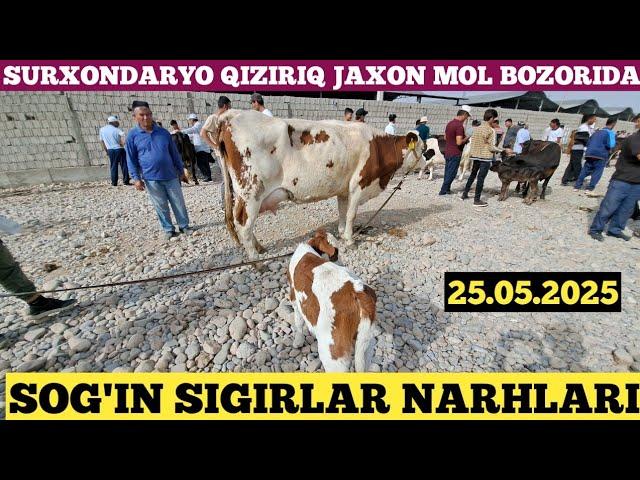 SOG'IN SIGIRLAR NARHLARI SURXONDARYO QIZIRIQ JAXON MOL BOZORIDA