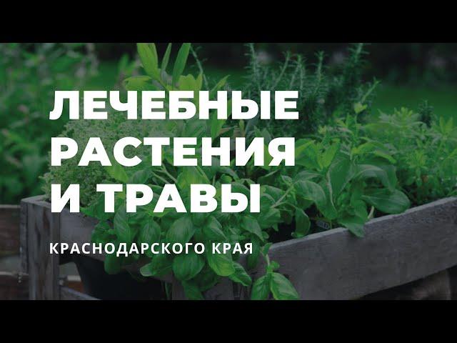 Лечебные растения и травы Краснодарского края / Захар Травник