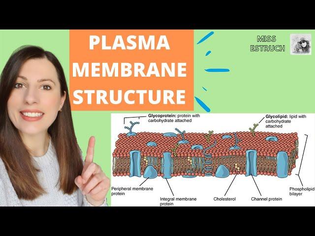 PLASMA MEMBRANE structure and function: Phospholipid bilayer for A-level Biology. Fluid-mosaic model