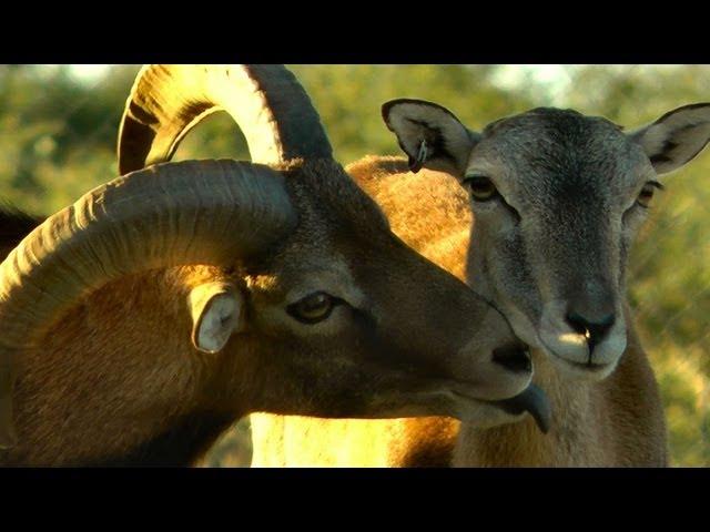 Breeding Behavior in the European Mouflon Sheep (HD)