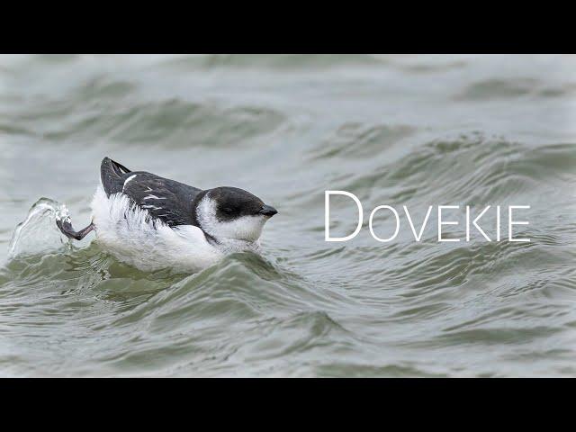 Solitary Dovekie: Toronto's Rare Bird Spectacle | Birds of Canada