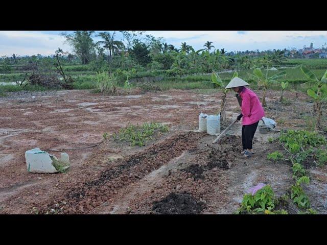 Adorable baby monkey Nahu goes to the fields to grow vegetables with his mother