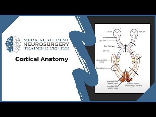 Cortical Anatomy