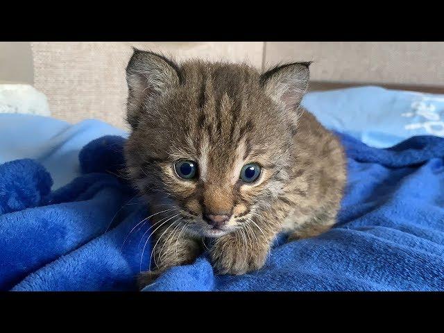 THE CUTEST LYNX KITTEN