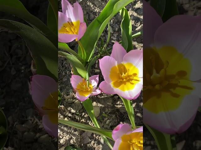 Тюльпан ботанический Лайлак Вандер #russia #flower #цветы #сад #garden #тюльпан