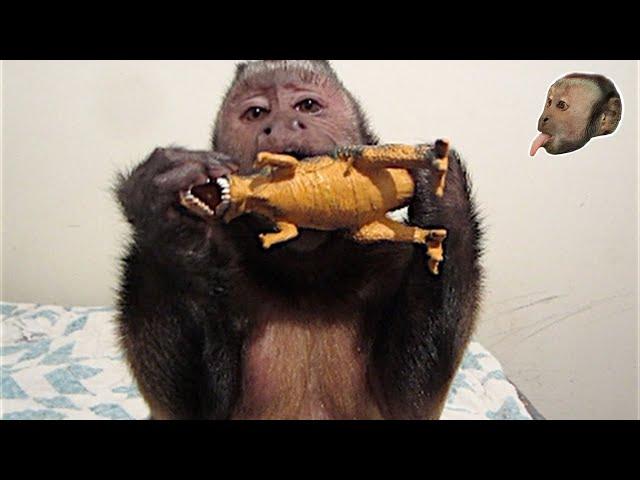 Capuchin Monkey vs T Rex SUPER CUTE!