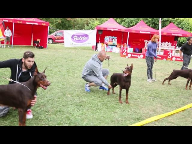 EUROPEAN DOBERMANN ALL STAR GRAND PRIX - SERBIA - OPEN CLASS BROWN FEMALE