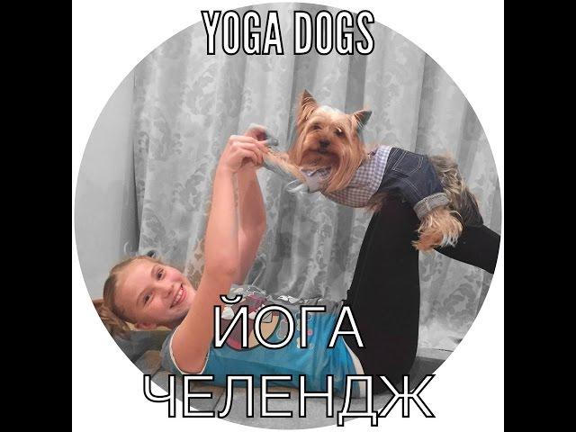 Йога Челлендж с собакой / Yoga Challenge /Yoga Dogs of Marta Sweet 