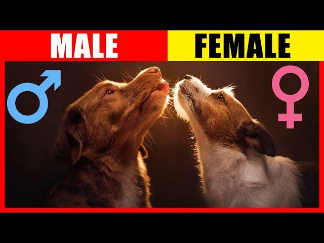 Surprising Differences: Male VS Female Dogs