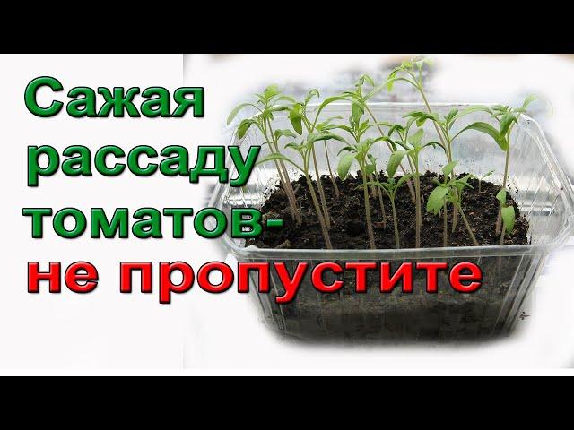 Сажая рассаду томатов,  не пропустите!