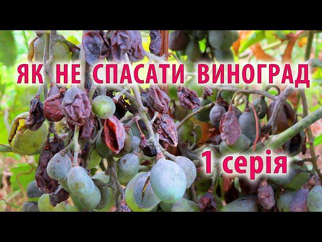 Як позбутися страшного сну виноградаря