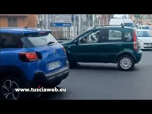 I cinghiali attraversano la strada sulle strisce pedonali