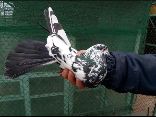 Перелет и полет Николаевских голубей г.Мариуполь п.Сартана