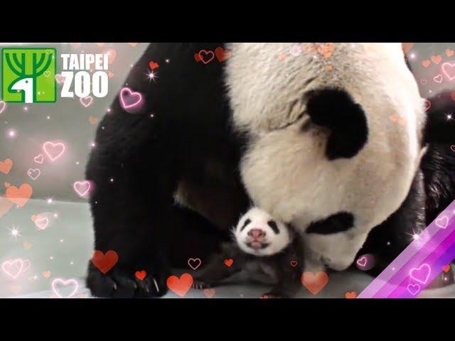 Panda Cub Reunited with Her Mom! -Taipei Zoo (Eng Sub)