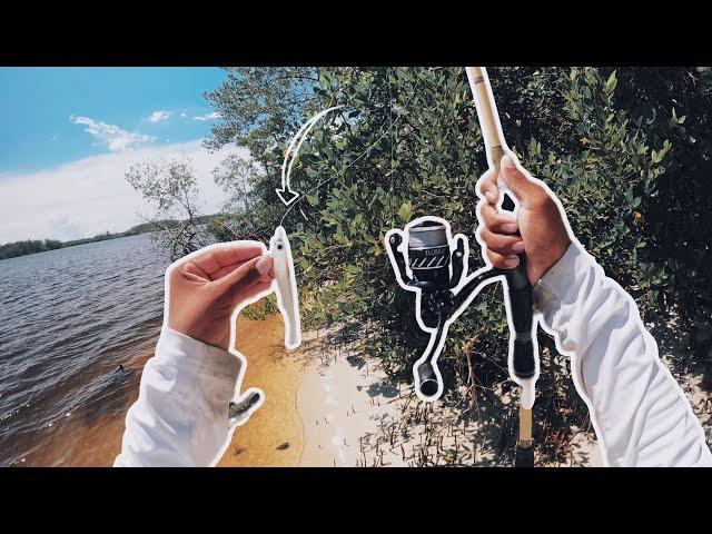 FISHING THE MANGROVE LINE W/ MINI MULLET!