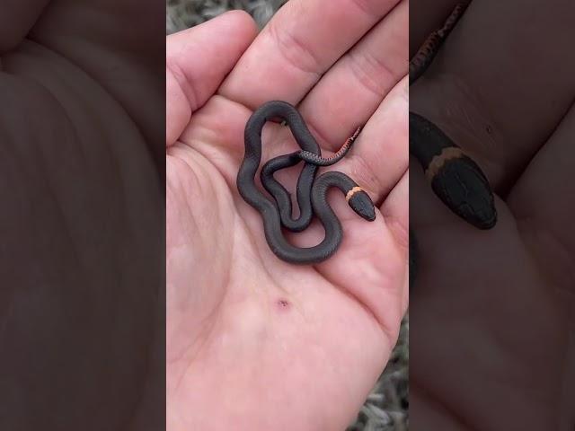 Cute Baby Snake!