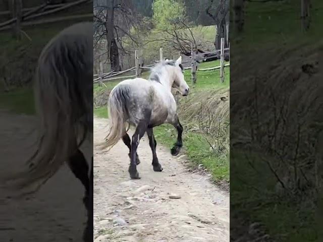 Running Horses. Коні що біжать. Бегущие Кони