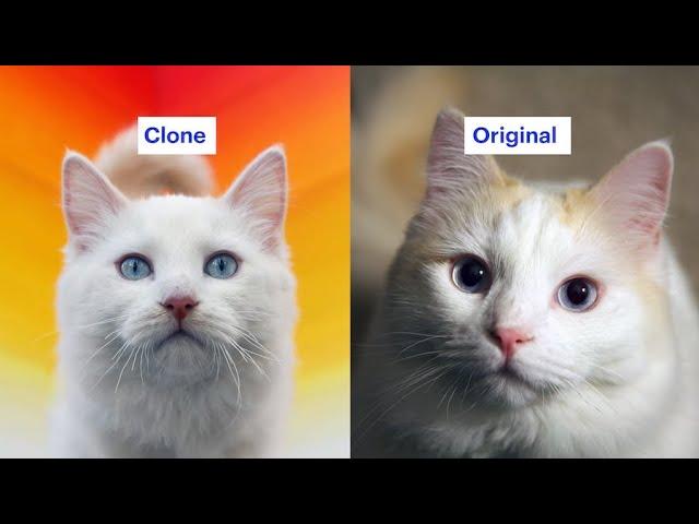 The False Promise of Cloning Your Pet