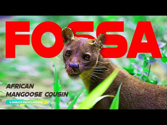 FOSSA the African Mangoose Cousin - 5-Minute Encyclopedia