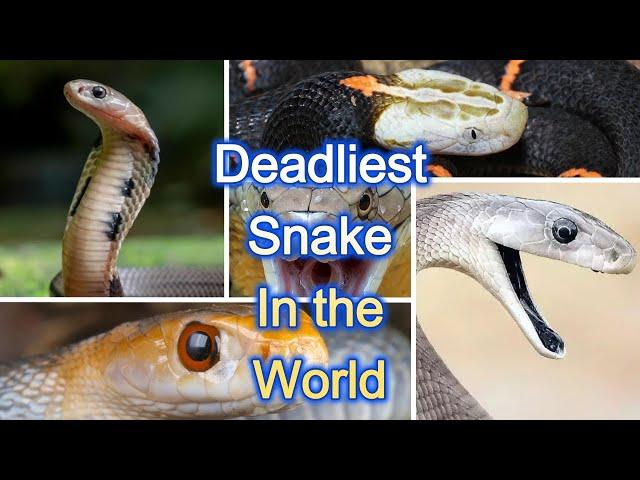 List of 50 Most dangerous Snake Species  #snake #youtube #shorts #mrbeast #ronaldo #messi #world #is