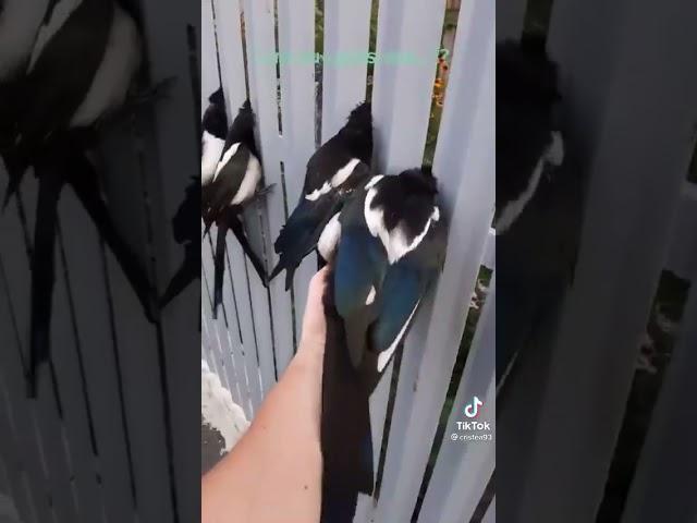 сороки застряли в заборе//magpies are stuck in the fence