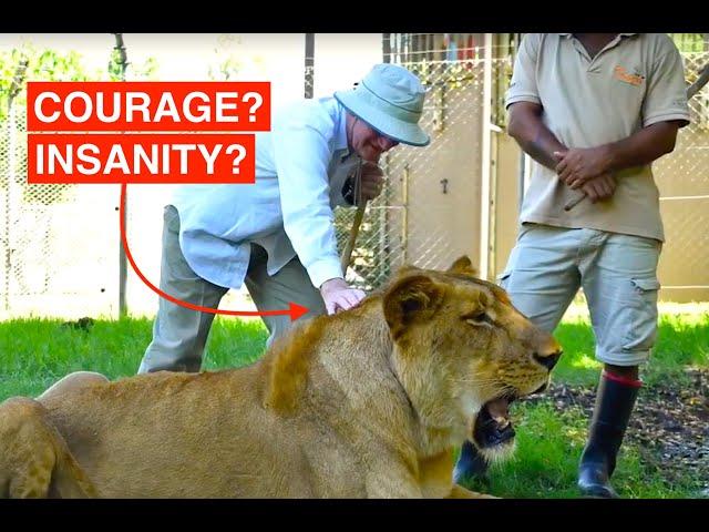 PETTING WILD LIONS (Rare video), PORT LOUIS, MAURITIUS