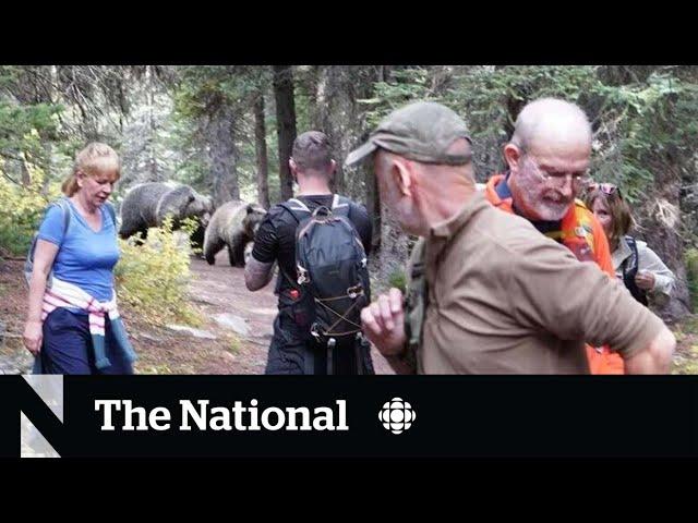 #TheMoment two grizzly bears followed a group of hikers in Banff