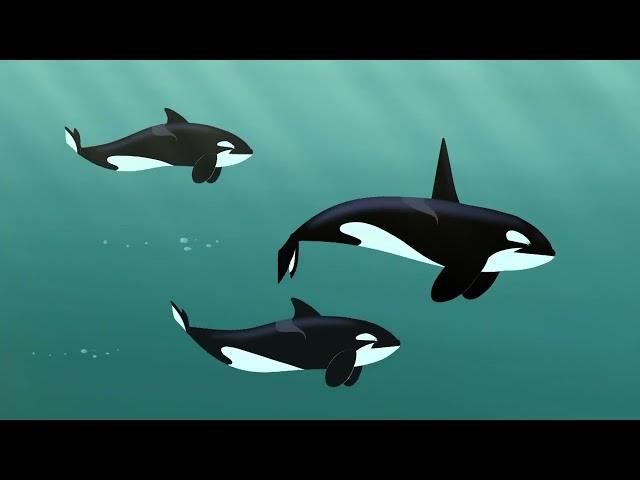 4-21. Братья Кратт - Косатка - любитель акул / Wild Kratts - This Orca Likes Sharks