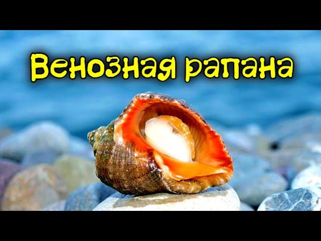 Как эта морская улитка навсегда изменила Черное море