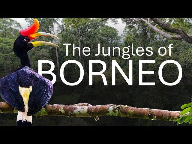 Epicbirds: to the jungles of Borneo