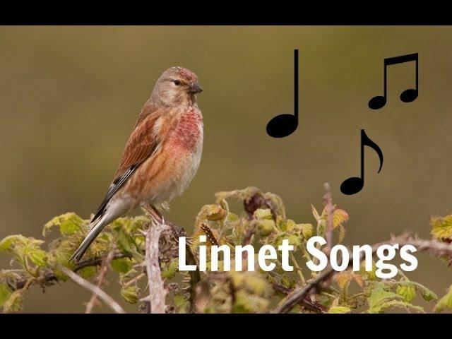 LINNET SONGS MP3