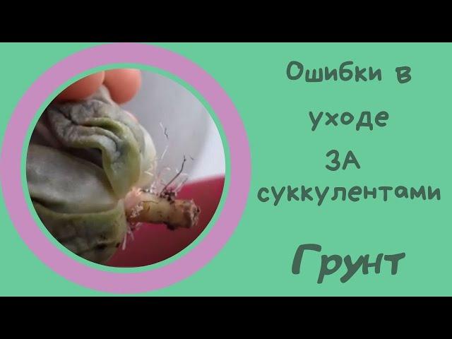 Ошибки  в уходе за суккулентами. Грунт и полив.