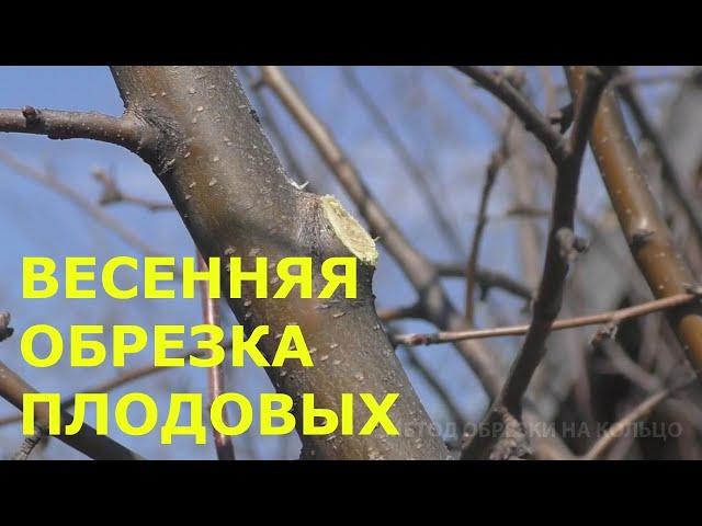 Весенняя обрезка деревьев плодовых культур