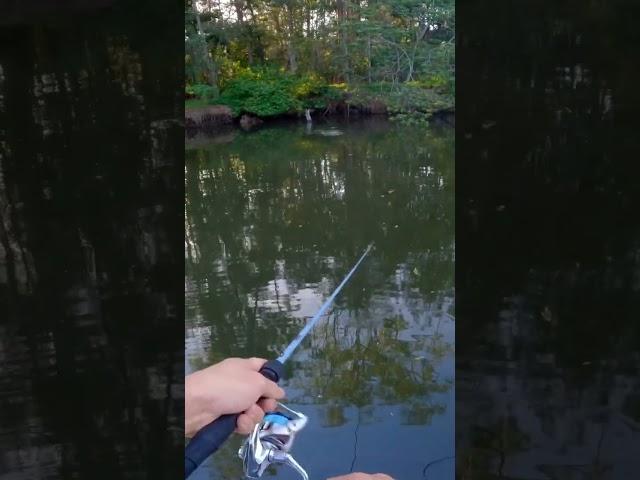 Mangrove Jack surface strike  #fishingaustralia #fishing #mangrovejack #kingfish #strike