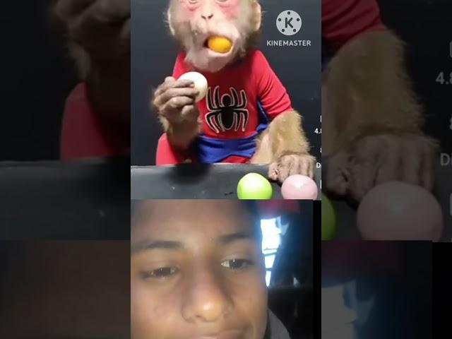 reaction monkey wait for end//#shorts #viral #ytshorts #reality