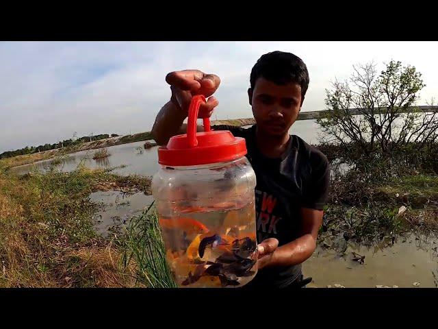 WOOW So Lucky Day! Found Batta, Galaxy, Goldfish, Haflmoon Betta Fish, Orenda Red Cap in Rice Field