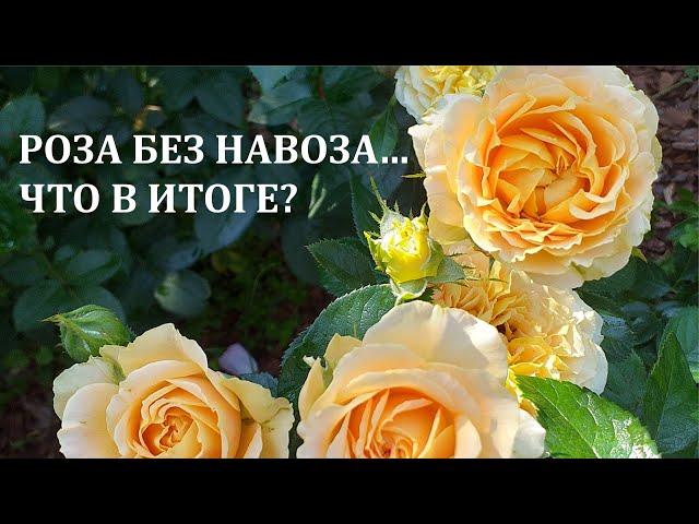 РОЗА БЕЗ НАВОЗА... ЧТО В ИТОГЕ? Подкормки роз в сезоне 2024, выводы