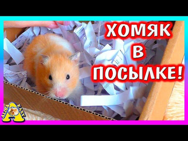 Что нам ПРИСЛАЛИ в посылке? / Распаковка / Alisa Easy Pets