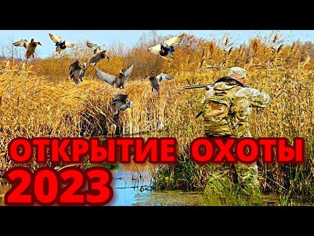 Открытие охоты 2023 на утку! Охота на утку в дружной компании!