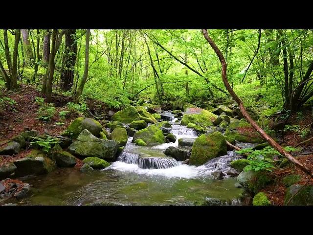 Harmonious Birds Chirping, Beautiful Stream Sounds,  Lovely Nature Sounds, Cozy Paradise