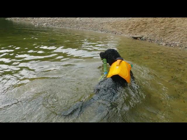 Stella's Swim in New Hampshire | Portuguese Water Dog Paddling