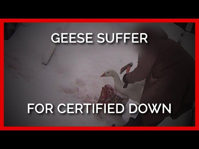 Geese Decapitated for ‘Responsible’ Down | PETA Asia Investigates