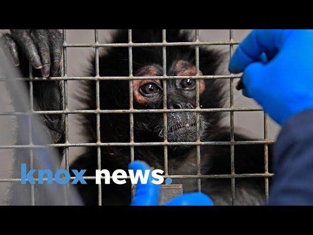 How do you perform an ultrasound on a pregnant spider monkey?