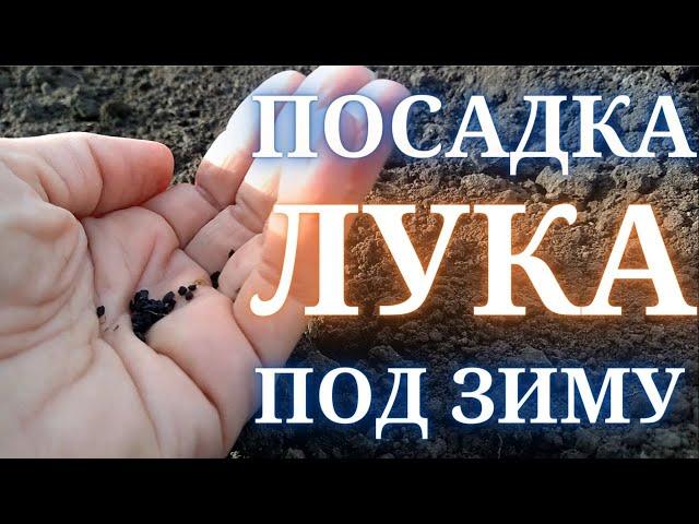 Посадка лука под зиму. Как и когда сажать лук репчатый семенами под зиму.