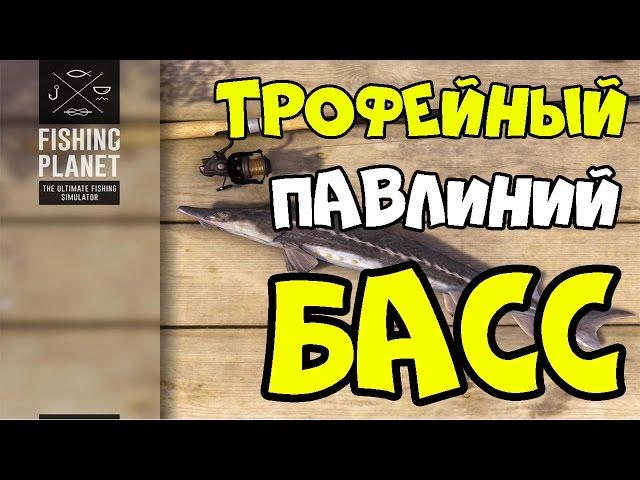 Fishing Planet прохождение | Трофейная Павлиний Басс | Флорида, Эверглейдс