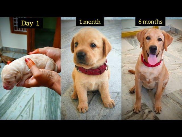 Max Transformation from Day 1 to 6 months #Labrador journey #sweetyandmax