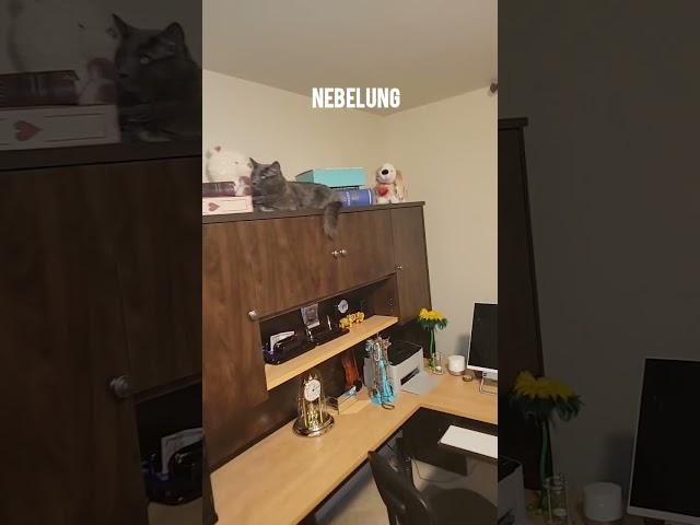 Where did the Nebelung hide/USA/Где спрятался Небелунг/США/ #shorts