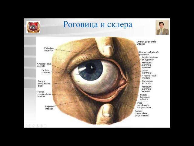 Лекция № 11. Органы чувств - 1: орган зрения. Лекция по гистологии.