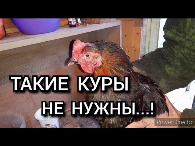 Не покупайте таких кур несушек!//Как купить хороших кур?//Советы при покупке кур.